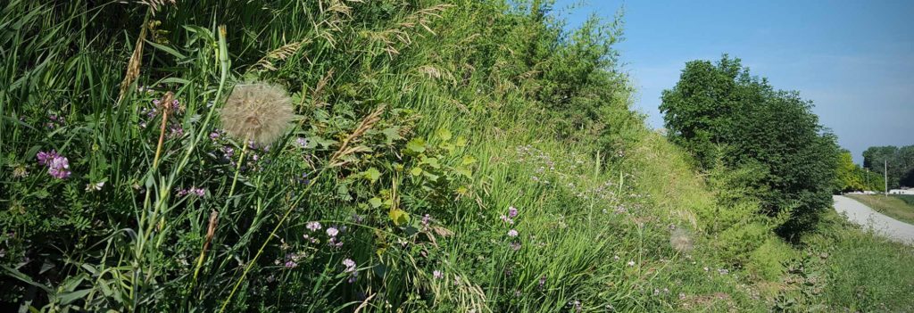 Steep ditch with wild salsify on the slope