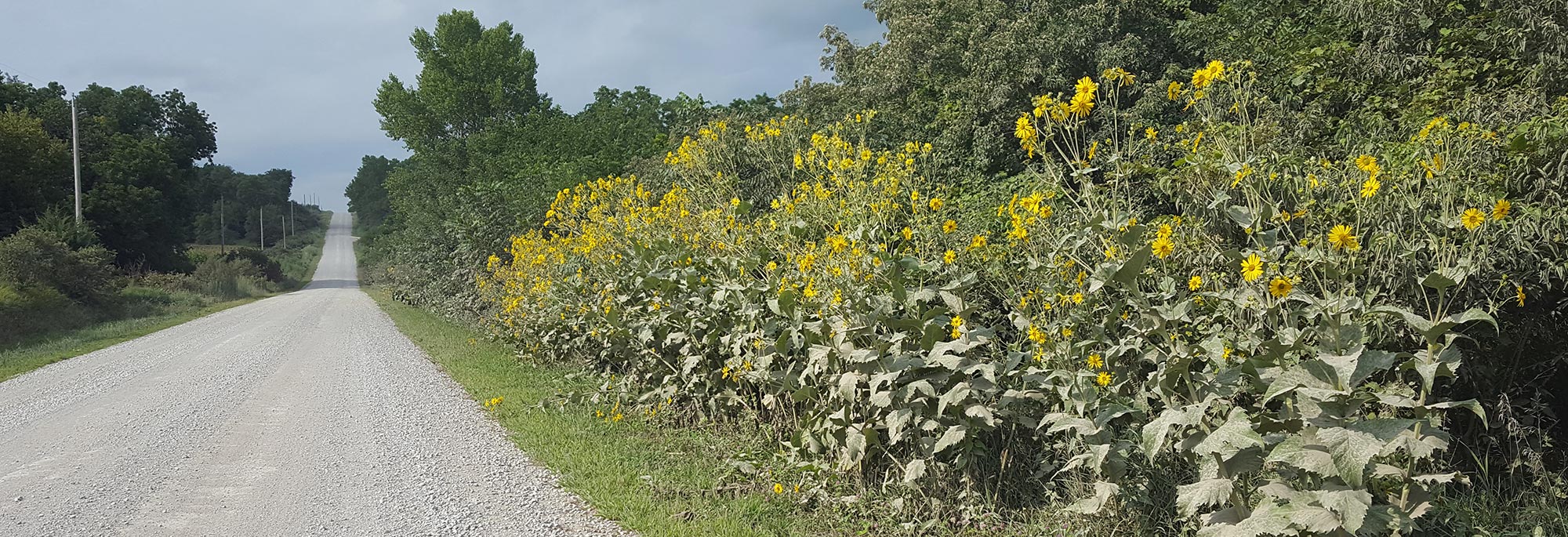 Ditch bursting with sunflowers along a gravel road in rural Iowa