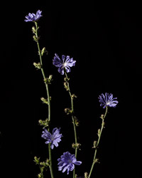 Chicory, Cichorium intybus 