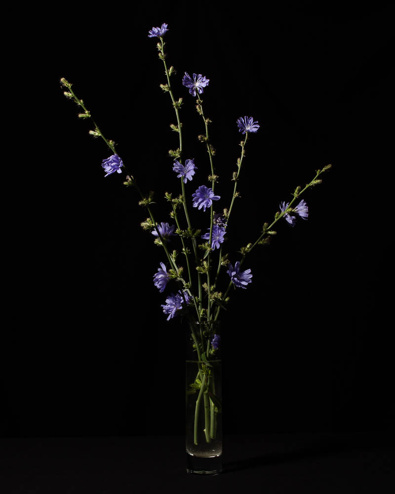 Studio portrait of Chicory, Cichorium intybus