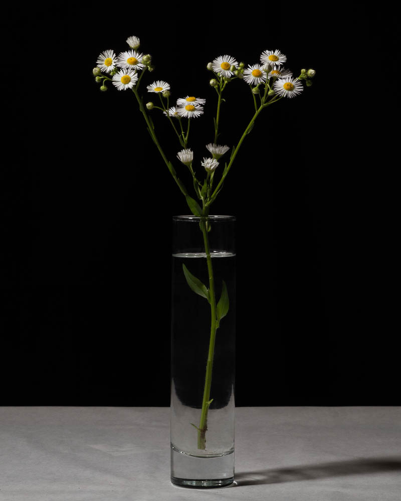 Studio portrait of Fleabane, Erigeron