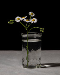 Studio portrait of Fleabane, Erigeron 