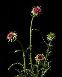 Musk Thistle, 4 blooms