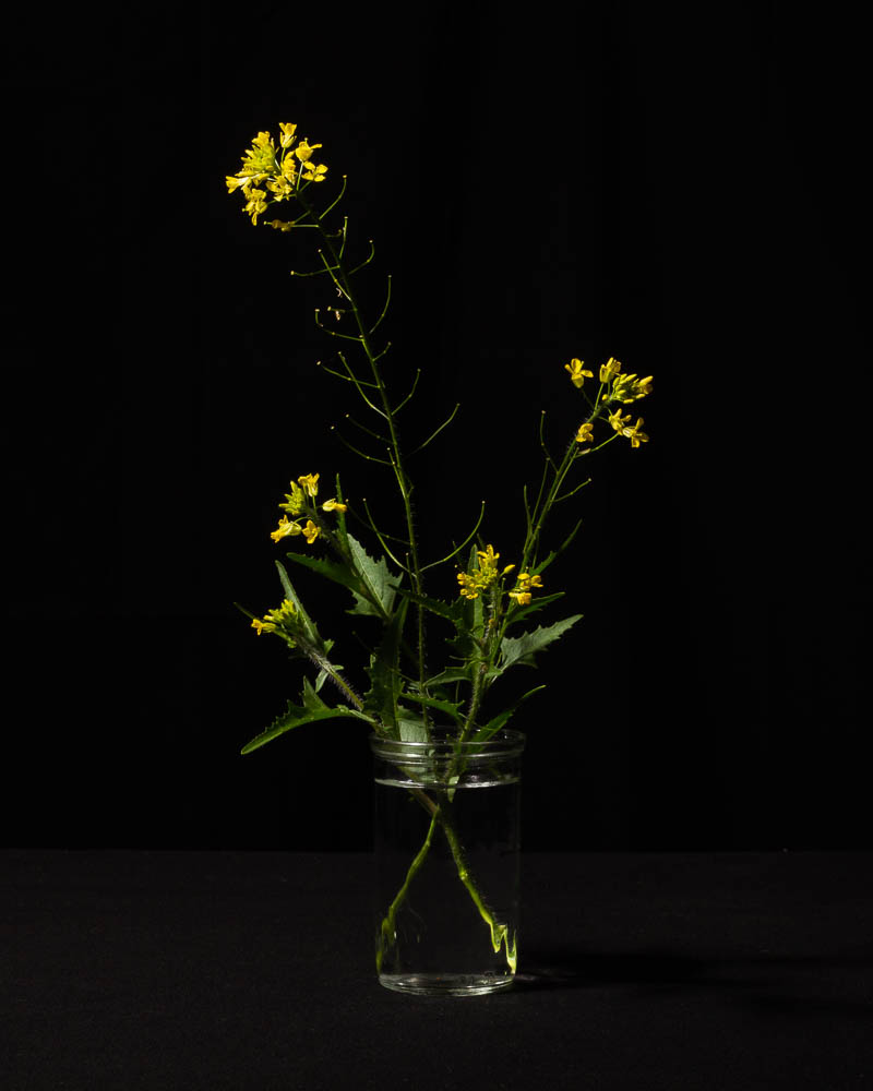 Studio portrait of Wild Mustard, Sinapis arvensis