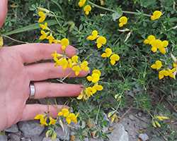 Birdsfoot Trefoil in the wild