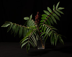 Studio portrait of Sumac, Rhus variety (Staghorn)