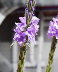 Spider peeking out from hoary vervain