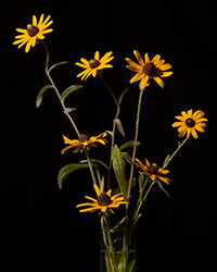 Brown Eyed Susan, Rudbeckia hirta