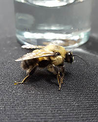 The bumblebee who hitched a ride home in the ironweed