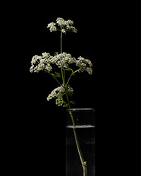 Close-up of poison hemlock