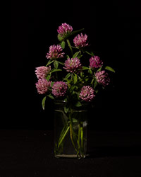 Photo of red clover in an orderly arrangement