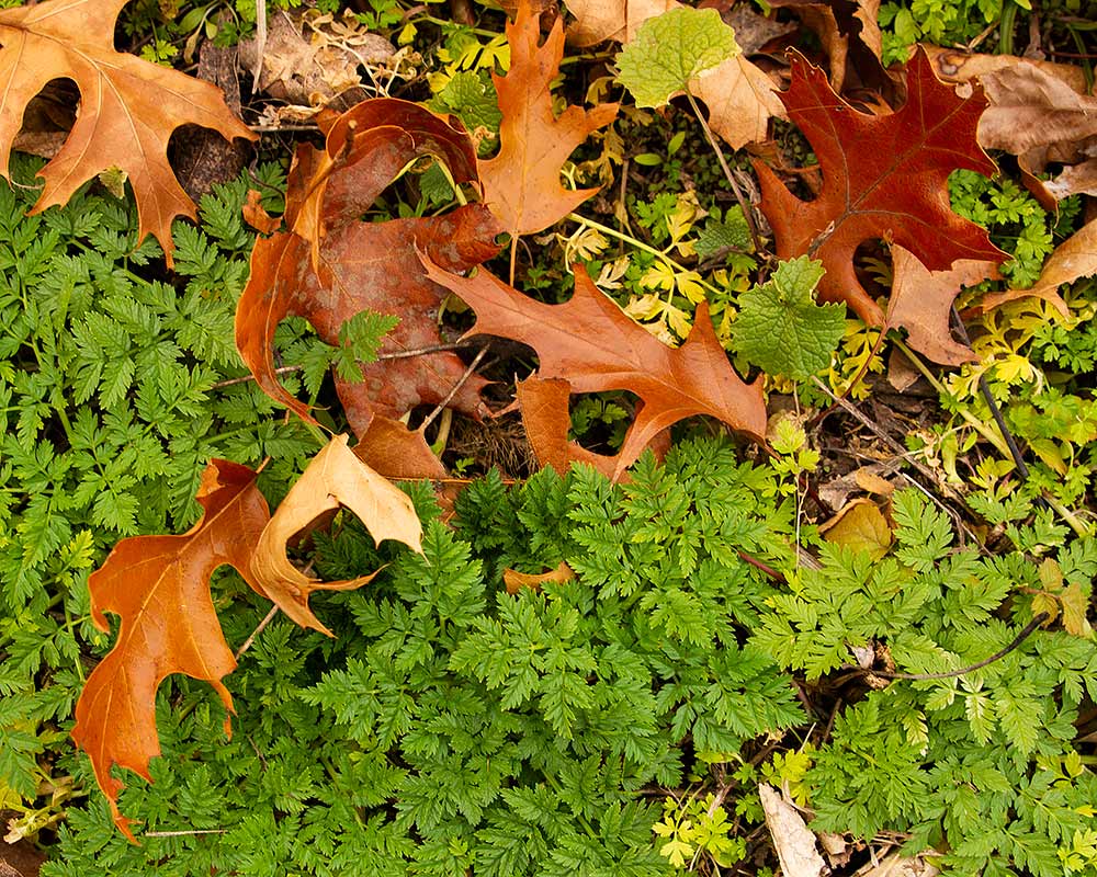 Oak leaves and greenery at Waubonsie State Park