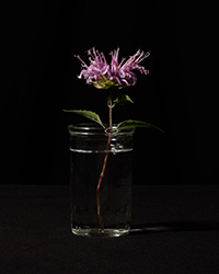 Wild Bergamot, Monardo fistulosa (Wild Beebalm)