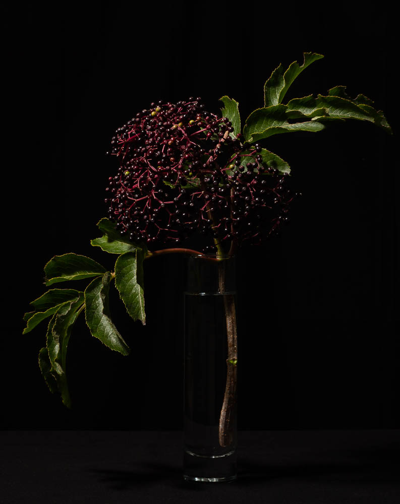 Studio photo of Elderberry berries, ripe