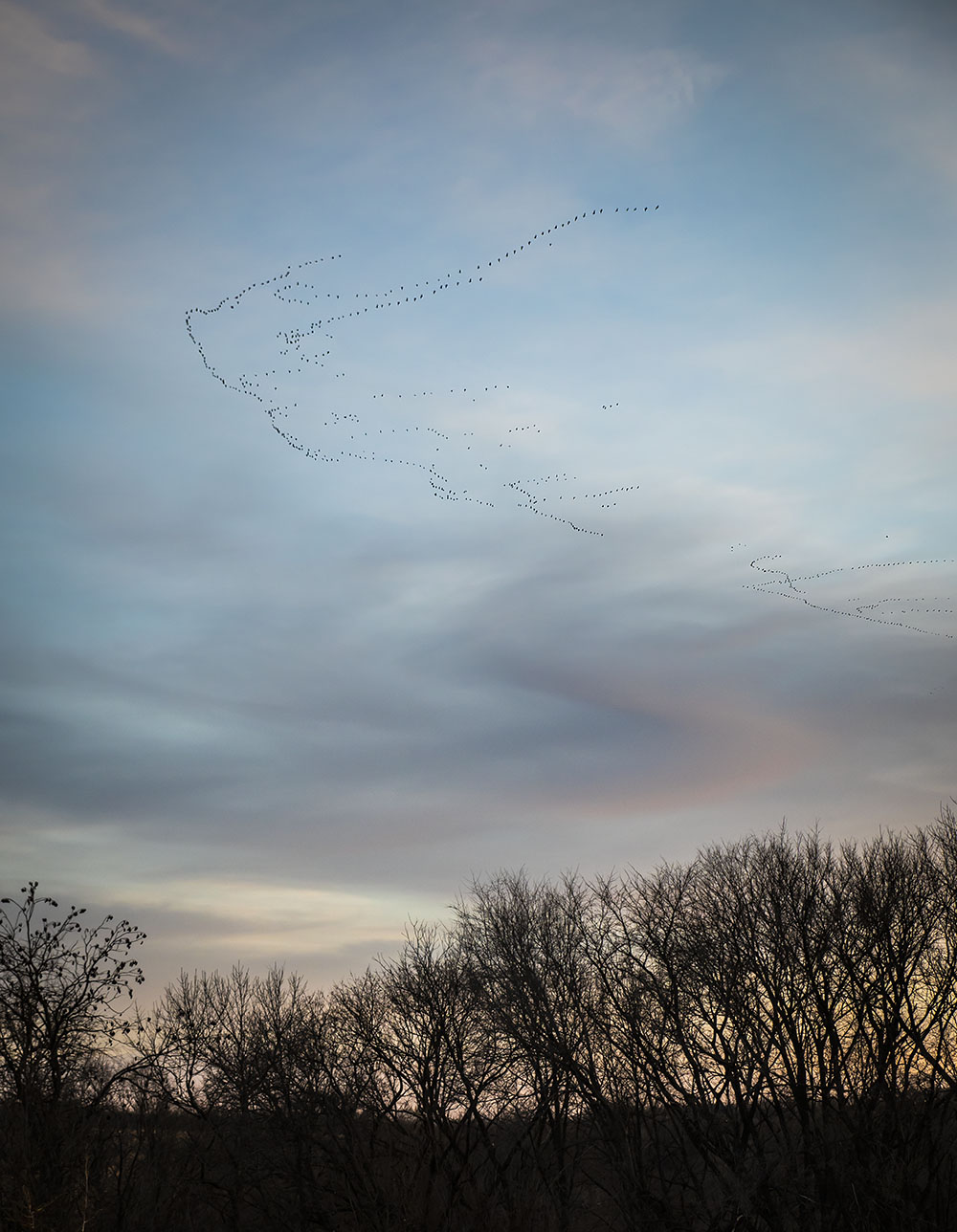 Snow geese flying over the trees at sunrise