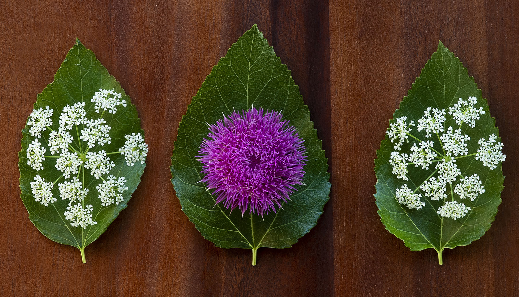 Arrangement of flowers and leaves on wood