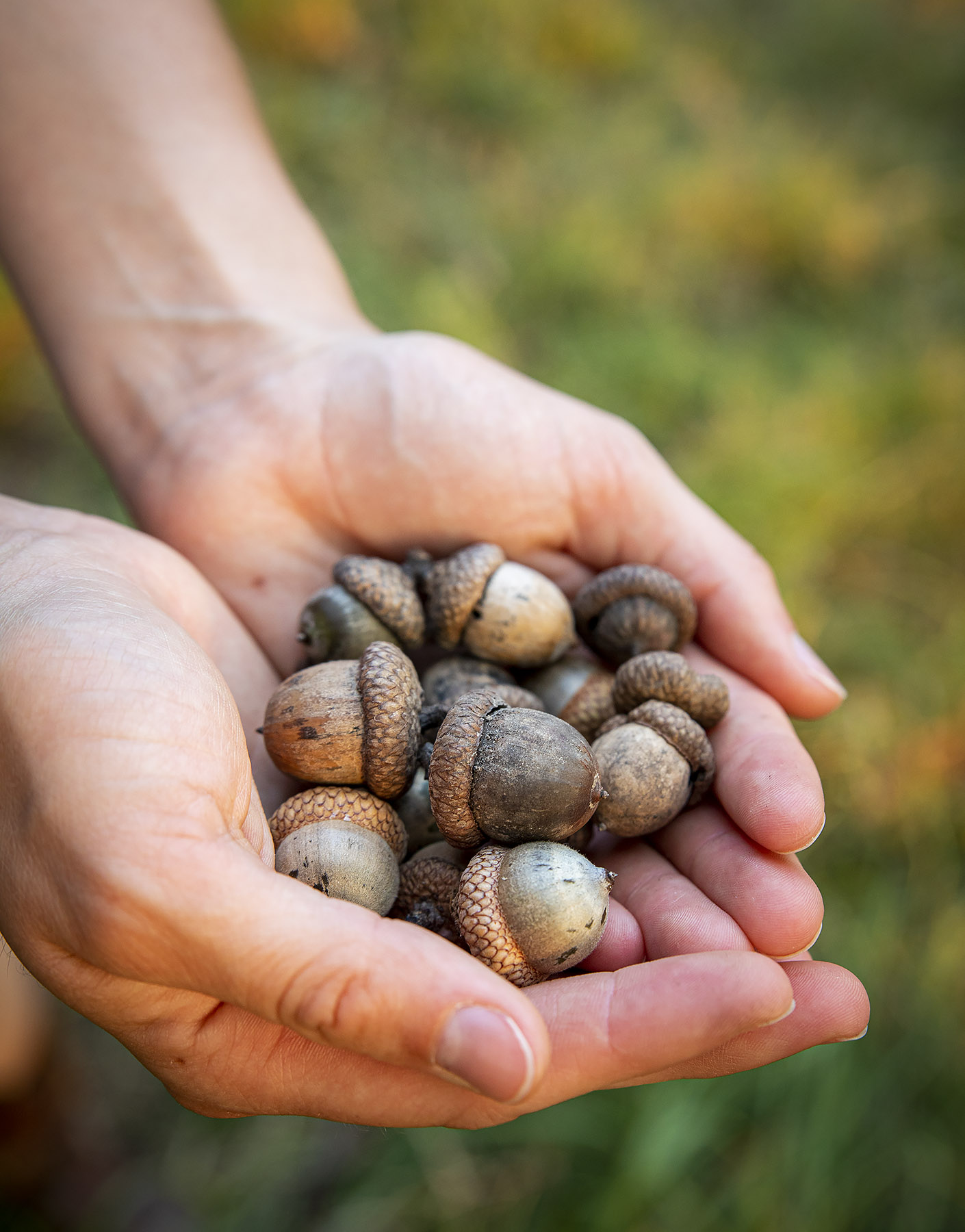 Cupped hands with acorns