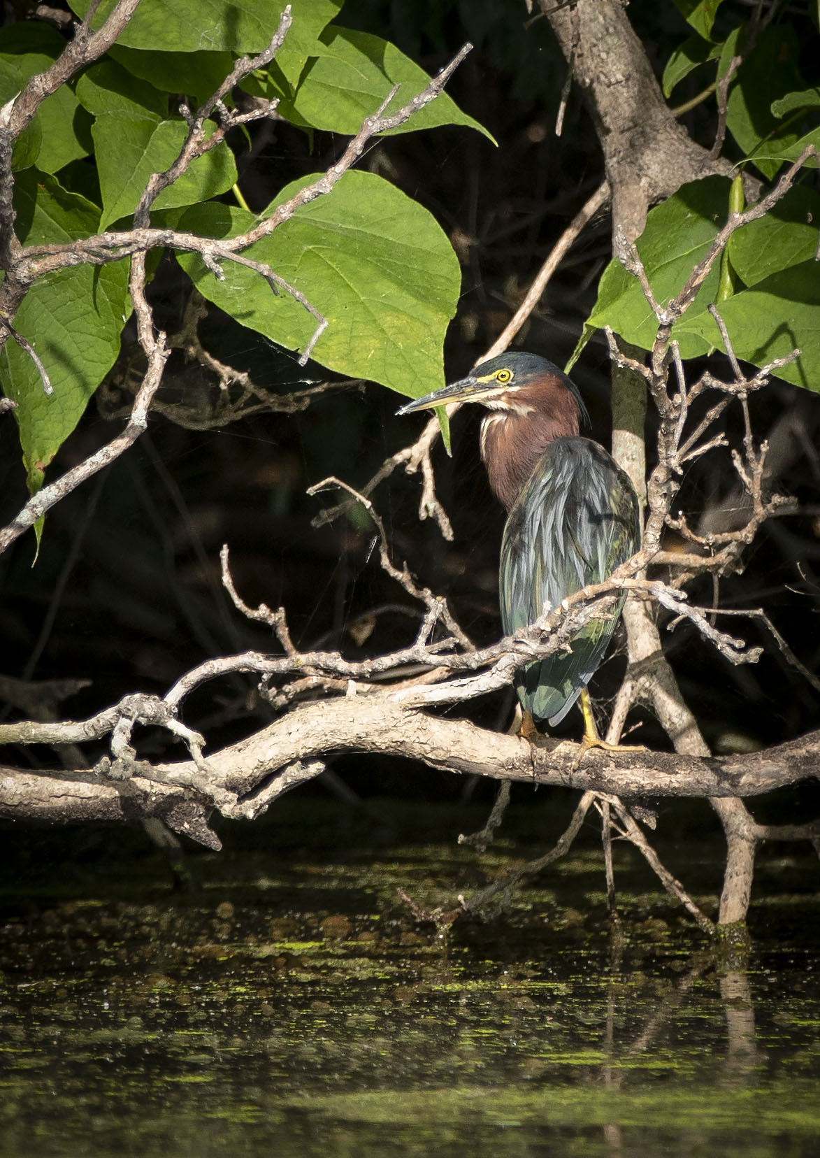 Green heron in the trees