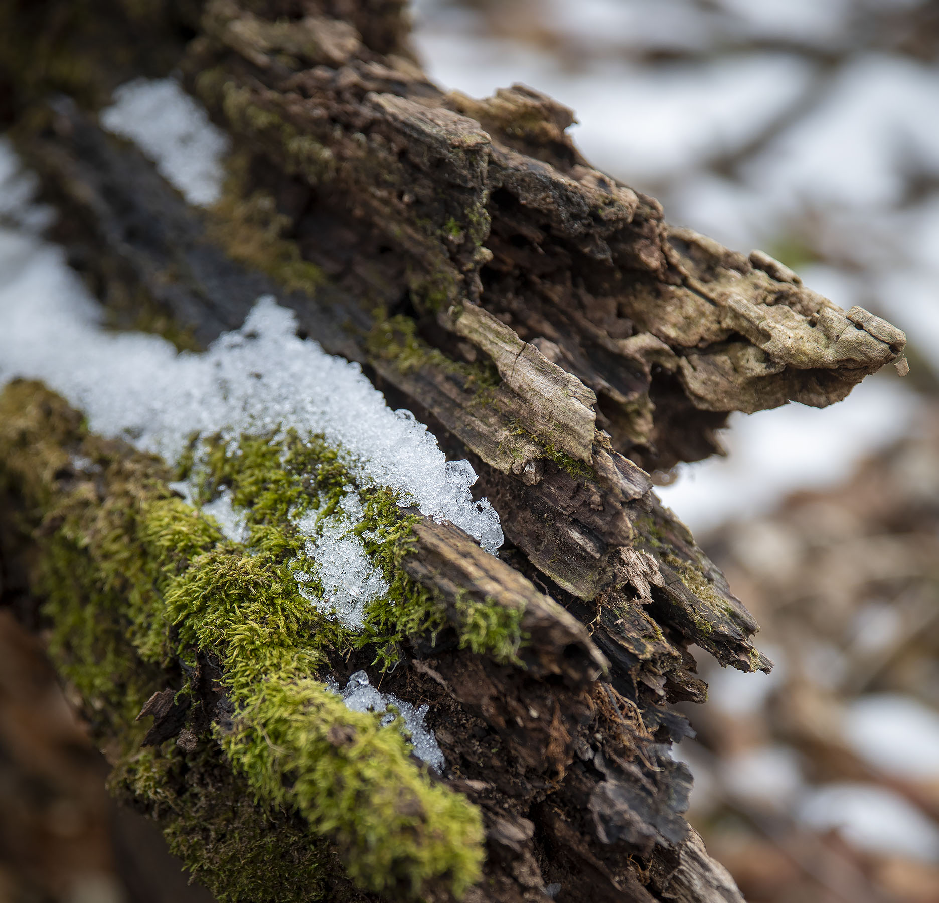 Snow and moss on a downed log