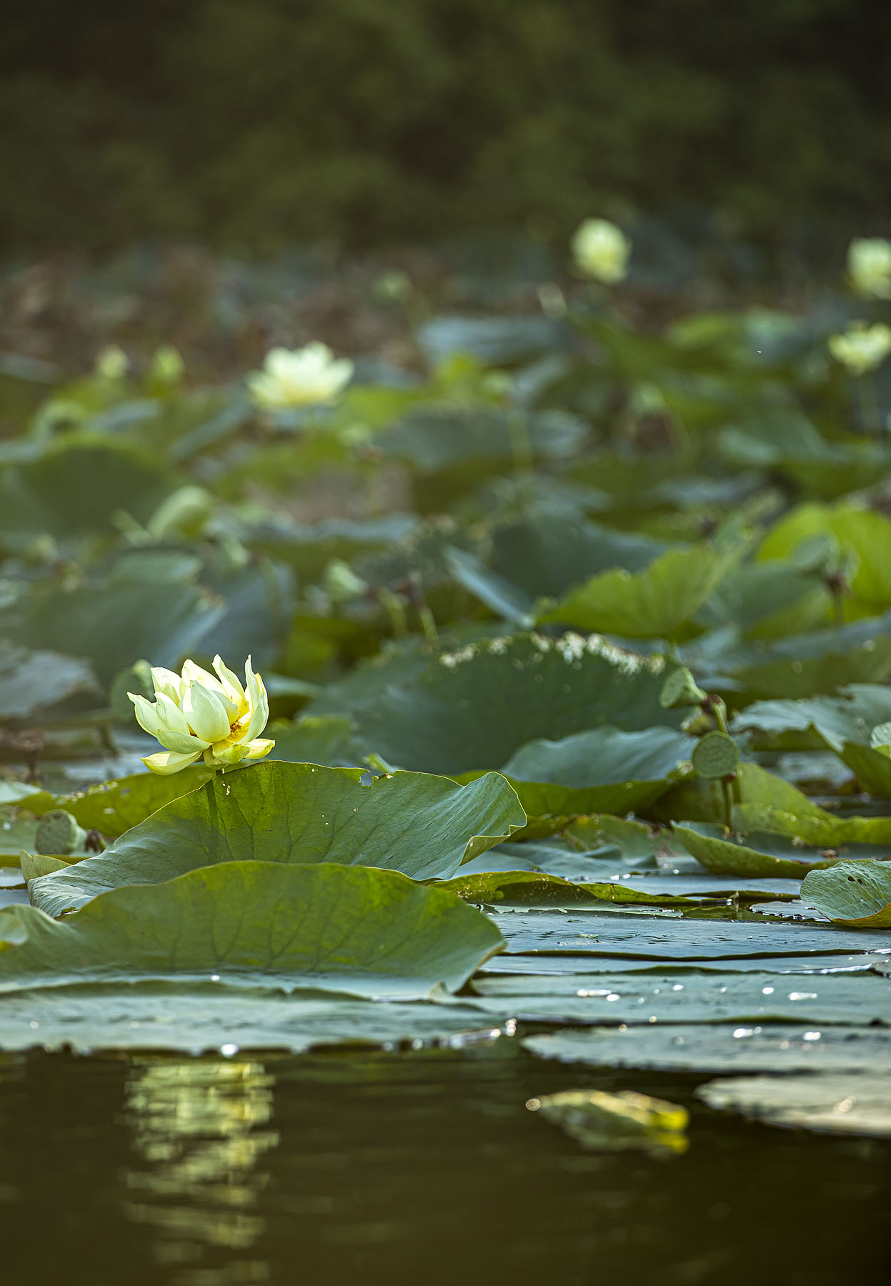 water lilies at Three Fires State Park
